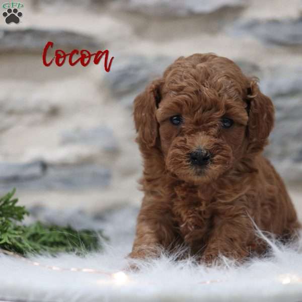 Cocoa, Mini Goldendoodle Puppy